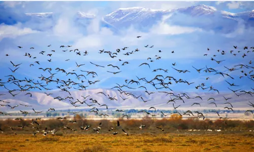 Zhaosu Wetland Park Scenic Area