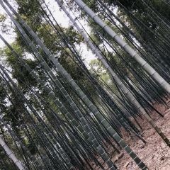 西塞山前白鹭湾餐厅 User Photo