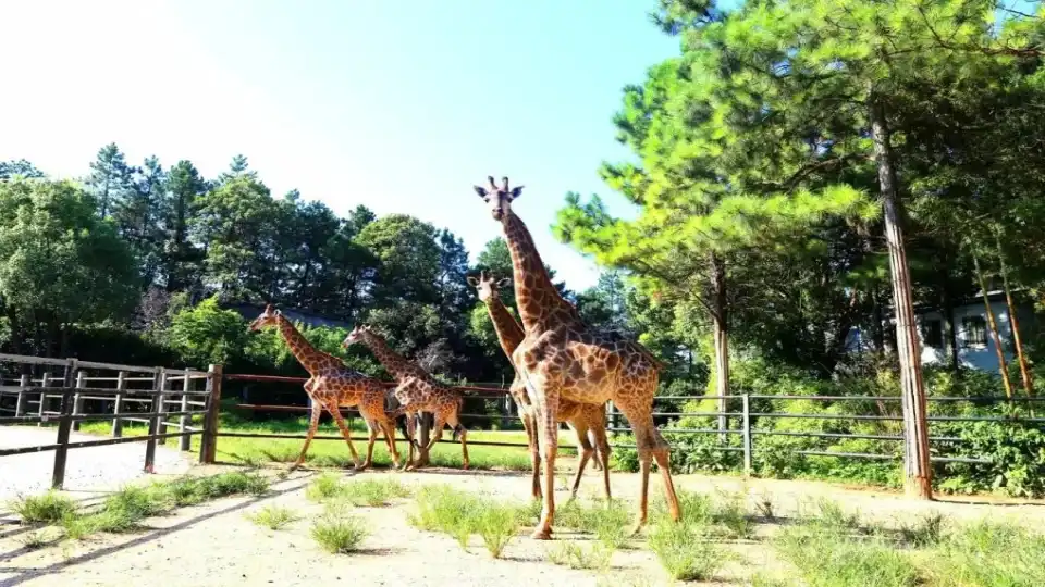 4_Changsha Ecological Zoo