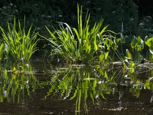 ポイント・ワシントン州立森林公園