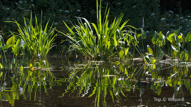 Point Washington State Forest