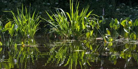 Point Washington State Forest