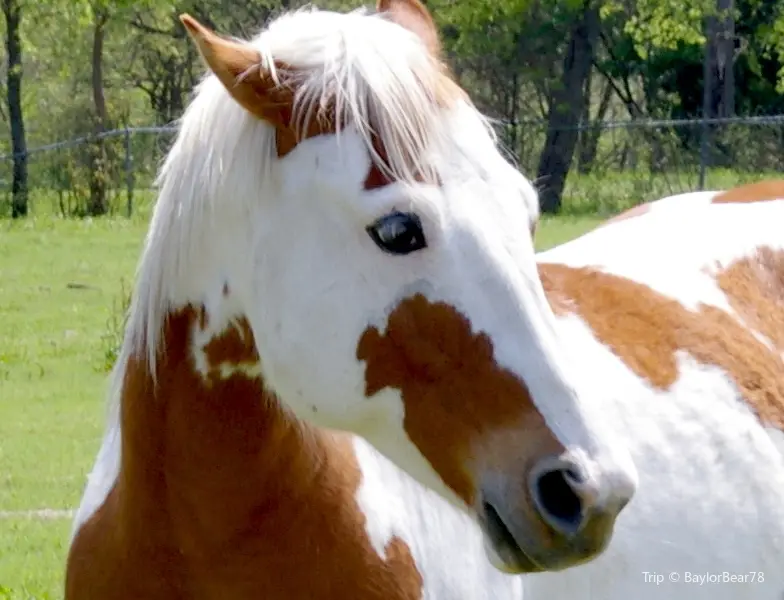 Paul and Jill's Equestrian Stables