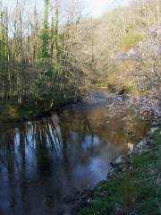 National Trust - Plymbridge Woods