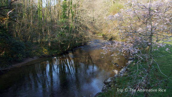 National Trust - Plymbridge Woods