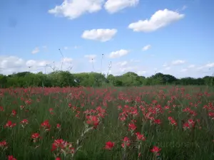 Erwin Park