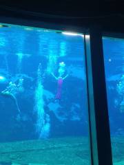 Weeki Wachee Springs State Park