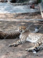 Hoedspruit Endangered Species Centre