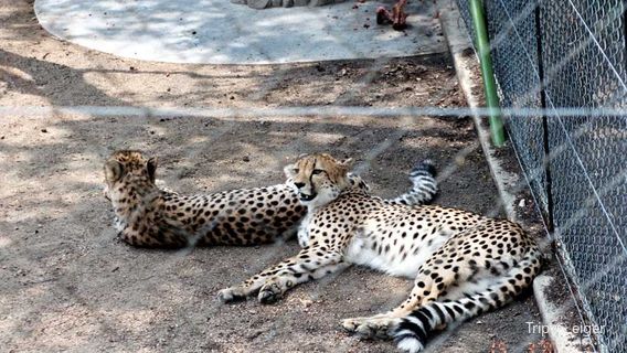 Hoedspruit Endangered Species Centre
