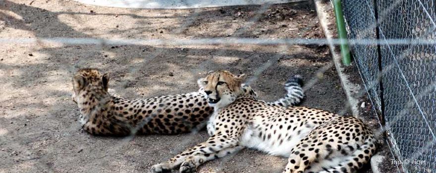 Hoedspruit Endangered Species Centre
