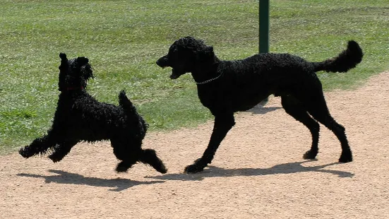 McAllister Dog Park