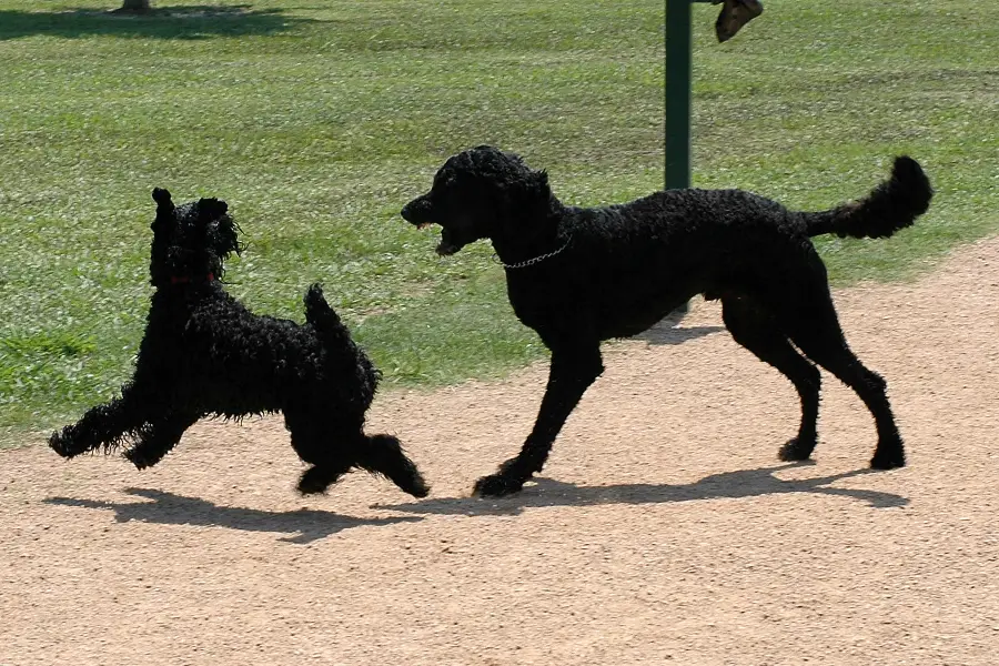 McAllister Dog Park