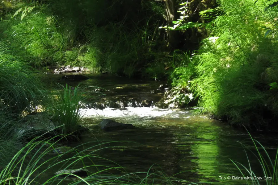 Portola Redwoods State Park