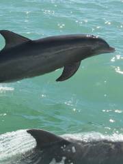 Dolphin Day Cruises