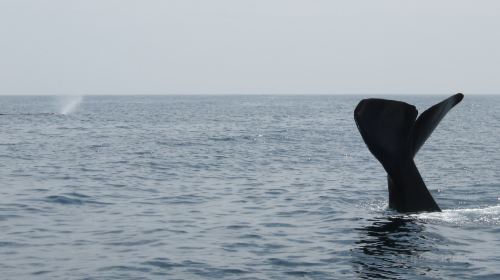 美蕊沙出海觀鯨