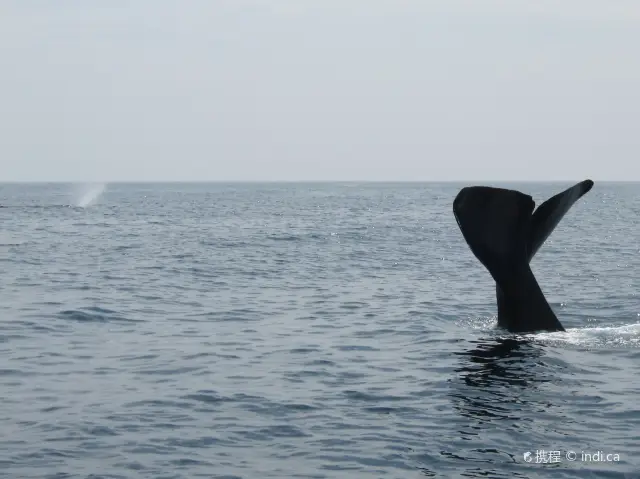 Whale Watching At Sea in Sri Lanka