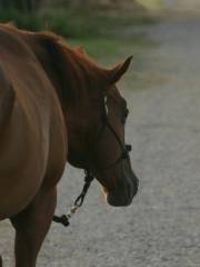 Fly Spur Ranch