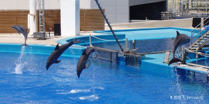 Varadero Dolphinarium