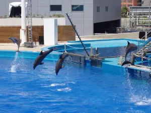 Delfinario水族館