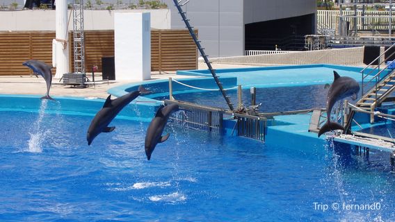 Varadero Dolphinarium