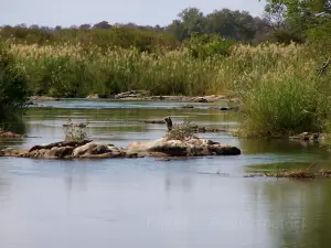 Wildlife Safari