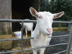 Foel Farm Park
