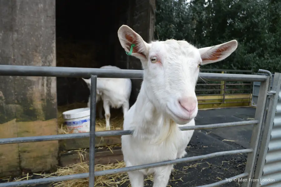 Foel Farm Park