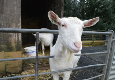 Foel Farm Park