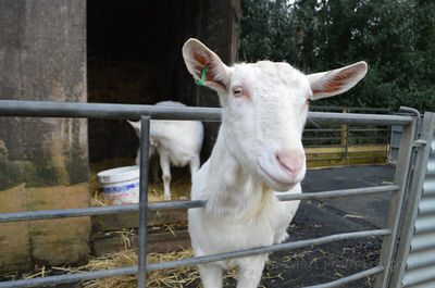 Foel Farm Park | Parc Fferm Foel