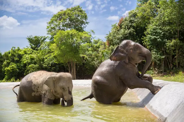 蘇梅島大象互動