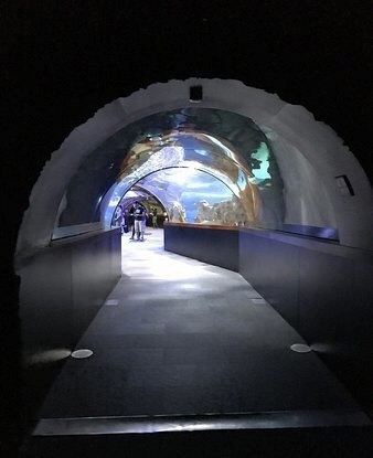 Visit the Aquarium