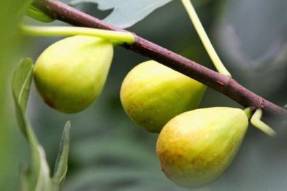 喜瑞餐厅(龙湖店)