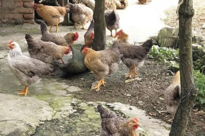 ZHE LIN YAO SHI YU GUAN SHI SU DIAN