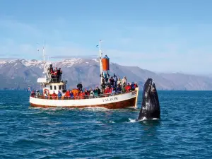 Reykjavik Whale Watching