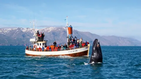Reykjavik Whale Watching attraction in Iceland