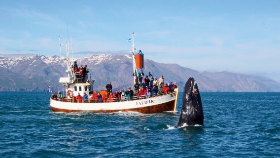Reykjavik Whale Watching