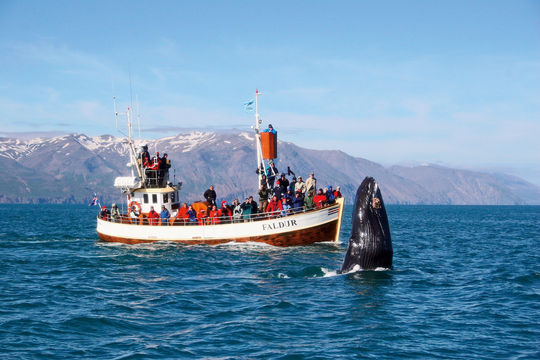 Reykjavik Whale Watching