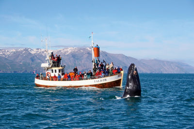 Reykjavik Whale Watching