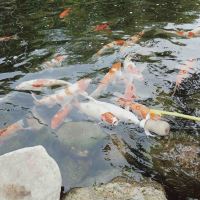 評論圖片 5