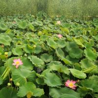 評論圖片 6