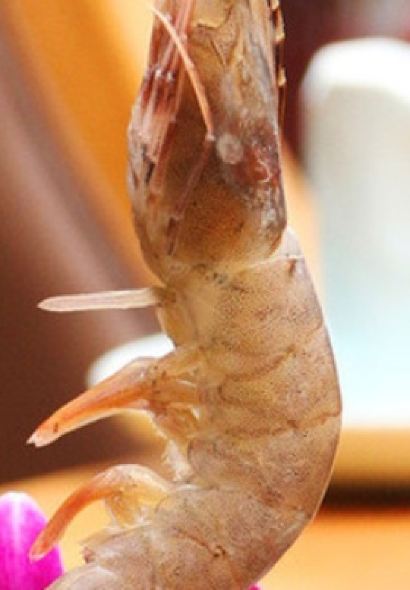 HAN DOU HUI NIU GE DE DIAN