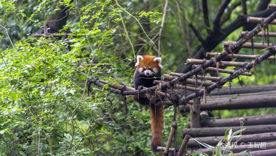 Tour de medio día a la Base de Pandas, económico y sin complicaciones