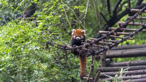 Half-Day Tour to Panda Base Economical and Hassle-Free