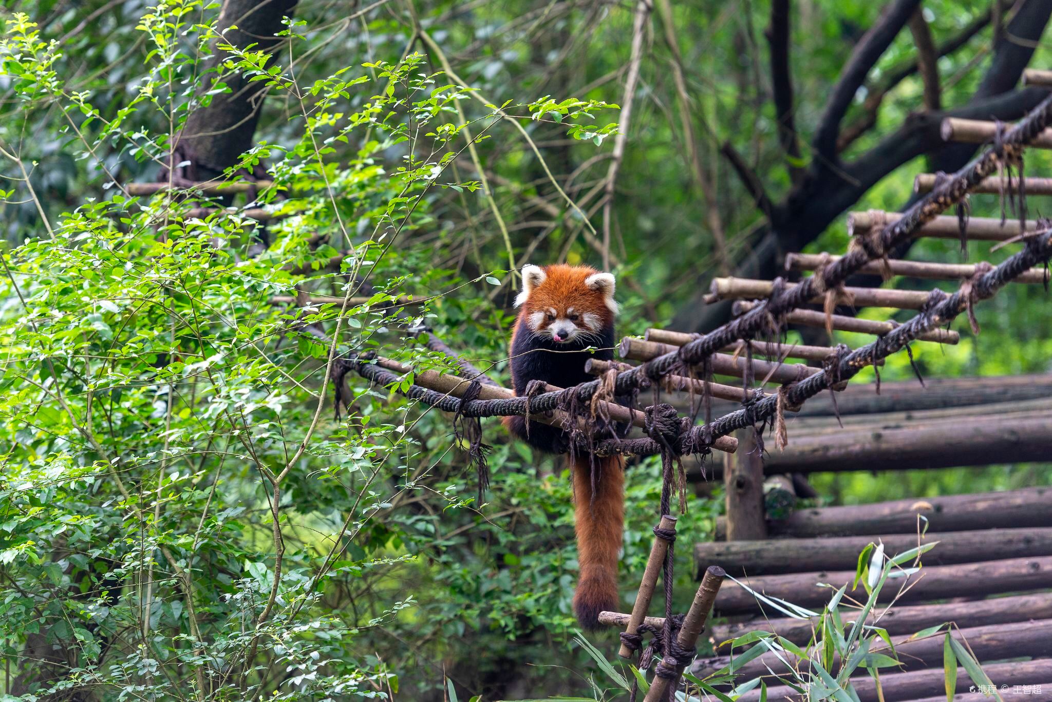 ChengDu Half-Day Tour to Panda Base Economical and Hassle-Free