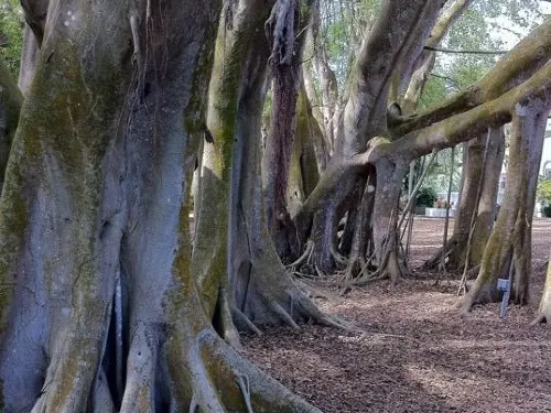 Visit Marie Selby Botanical Gardens: Meeting The Nature