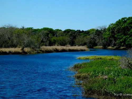 Nature Gem in Sarasota: Guide to Myakka River State Park