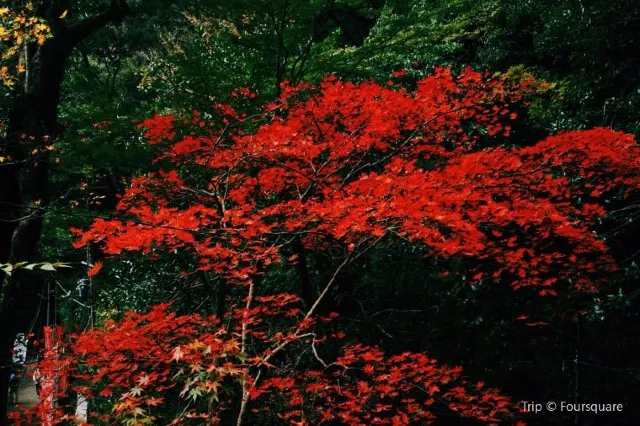 【大阪自由行】日本賞楓必去！精選10個大阪紅葉景點