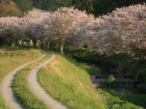 The 6 Must See Cherry Blossom Spots of Kyushu’s Cherry Blossom Season
