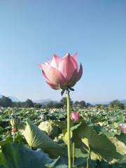 Xiuzhu Lotus Garden, Jianning