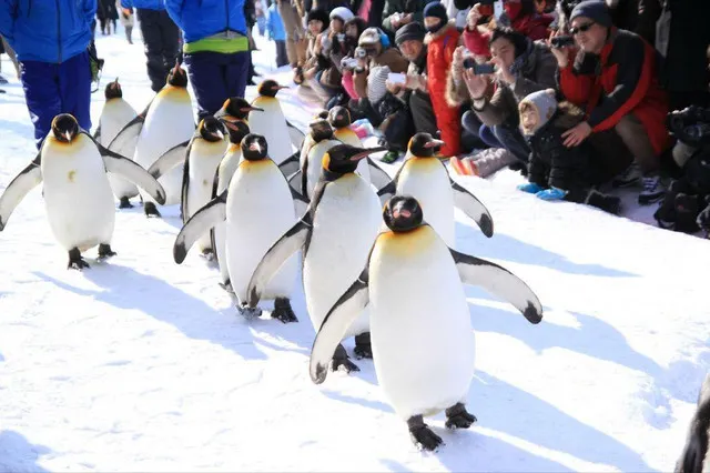 Hot Springs in the Snowy Mountains: Exploring Asahikawa and Sounkyo Gorge